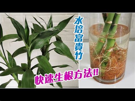 室內水種植物|水種新手入門指南：15 種室內水種植物推薦 